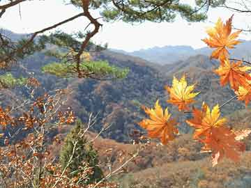 4949澳门今晚开奖结果,澳门彩票开奖结果，探索未知的幸运之门