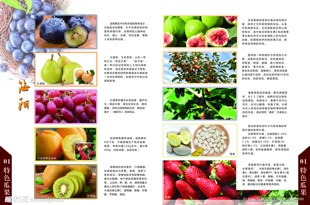 4949正版免费资料大全水果,精选解释解析落实